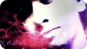 Dj Shelin's Soul Call (2009) Exclusive - Complete Mp3 Album Download