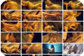 Tum Ho Na - Riya Sen Hot Song - Download Music Video
